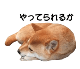 A-chan of Shibainu 8(No way!) sticker #14958049