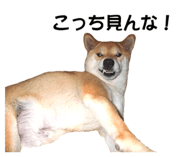 A-chan of Shibainu 8(No way!) sticker #14958050
