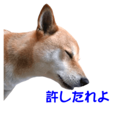 A-chan of Shibainu 8(No way!) sticker #14958051