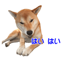 A-chan of Shibainu 8(No way!) sticker #14958052