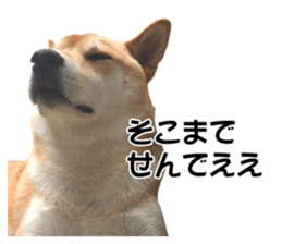 A-chan of Shibainu 8(No way!) sticker #14958053