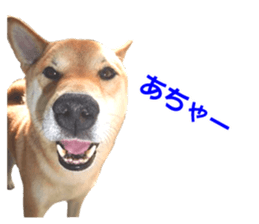 A-chan of Shibainu 8(No way!) sticker #14958054
