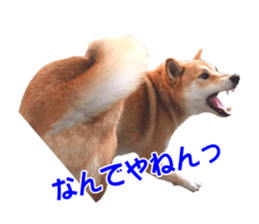A-chan of Shibainu 8(No way!) sticker #14958055