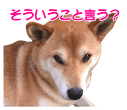 A-chan of Shibainu 8(No way!) sticker #14958057