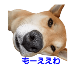 A-chan of Shibainu 8(No way!) sticker #14958058