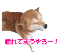 A-chan of Shibainu 8(No way!) sticker #14958062