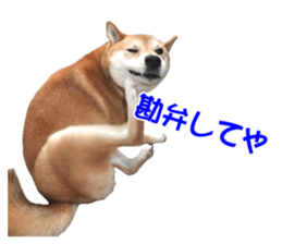 A-chan of Shibainu 8(No way!) sticker #14958065