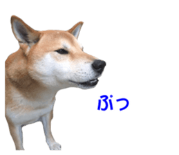 A-chan of Shibainu 8(No way!) sticker #14958067