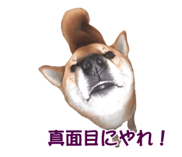 A-chan of Shibainu 8(No way!) sticker #14958068