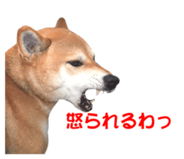 A-chan of Shibainu 8(No way!) sticker #14958069