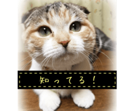 calico cat MOMO5 sticker #14962279