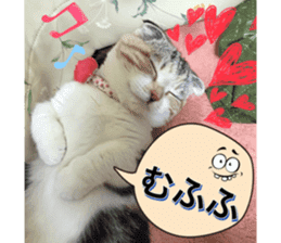 calico cat MOMO5 sticker #14962281