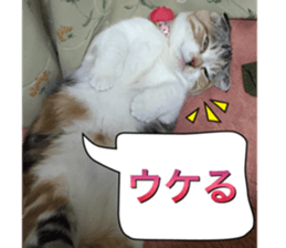 calico cat MOMO5 sticker #14962282