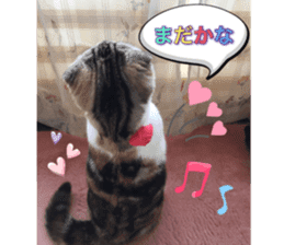 calico cat MOMO5 sticker #14962283