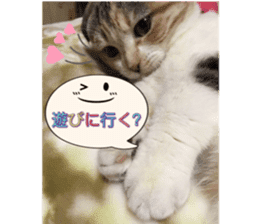 calico cat MOMO5 sticker #14962290