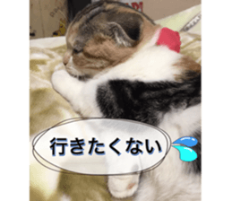 calico cat MOMO5 sticker #14962291