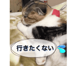 calico cat MOMO5 sticker #14962291