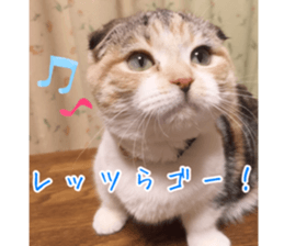 calico cat MOMO5 sticker #14962292