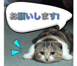 calico cat MOMO5 sticker #14962293