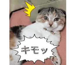 calico cat MOMO5 sticker #14962297