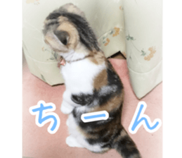 calico cat MOMO5 sticker #14962298