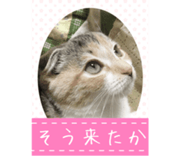 calico cat MOMO5 sticker #14962299