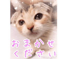 calico cat MOMO5 sticker #14962301