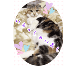 calico cat MOMO5 sticker #14962302