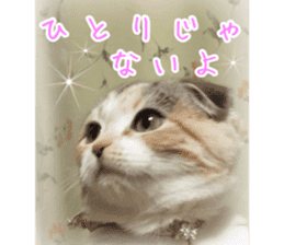 calico cat MOMO5 sticker #14962303