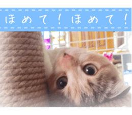 calico cat MOMO5 sticker #14962304