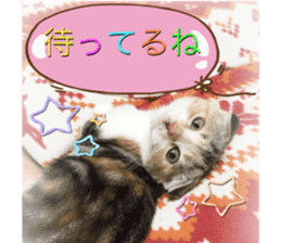 calico cat MOMO5 sticker #14962305