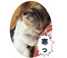 calico cat MOMO5 sticker #14962307