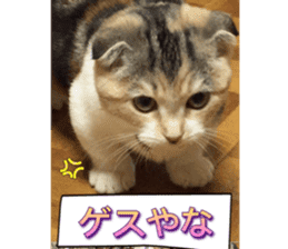 calico cat MOMO5 sticker #14962308