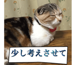 calico cat MOMO5 sticker #14962309