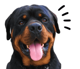 Rottweiler's Kellio sticker #14965382