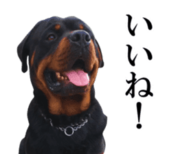 Rottweiler's Kellio sticker #14965383