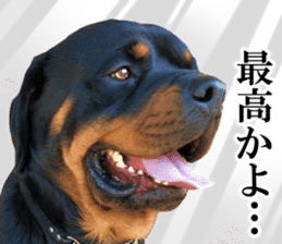 Rottweiler's Kellio sticker #14965401