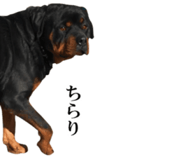 Rottweiler's Kellio sticker #14965402