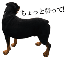 Rottweiler's Kellio sticker #14965405