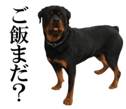 Rottweiler's Kellio sticker #14965406