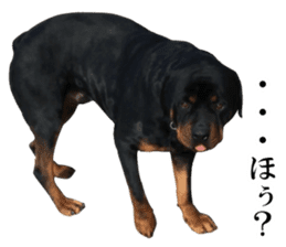 Rottweiler's Kellio sticker #14965415