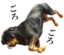 Rottweiler's Kellio sticker #14965419