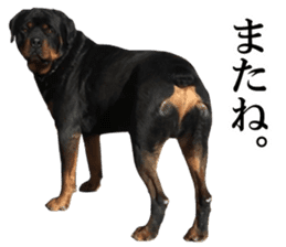 Rottweiler's Kellio sticker #14965420
