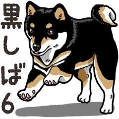 Daily Black Shiba Inu 6
