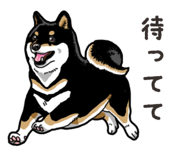 Daily Black Shiba Inu 6 sticker #14966328