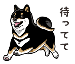 Daily Black Shiba Inu 6 sticker #14966328