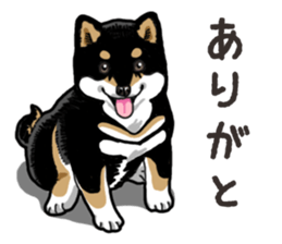 Daily Black Shiba Inu 6 sticker #14966330