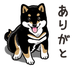 Daily Black Shiba Inu 6 sticker #14966330