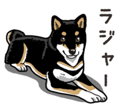 Daily Black Shiba Inu 6 sticker #14966331