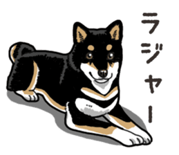 Daily Black Shiba Inu 6 sticker #14966331
